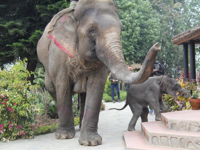 Hotel Sapana Village Lodge Chitwan Bagian luar foto