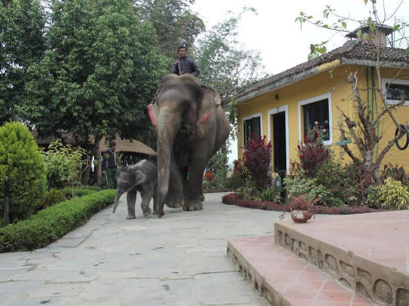 Hotel Sapana Village Lodge Chitwan Bagian luar foto